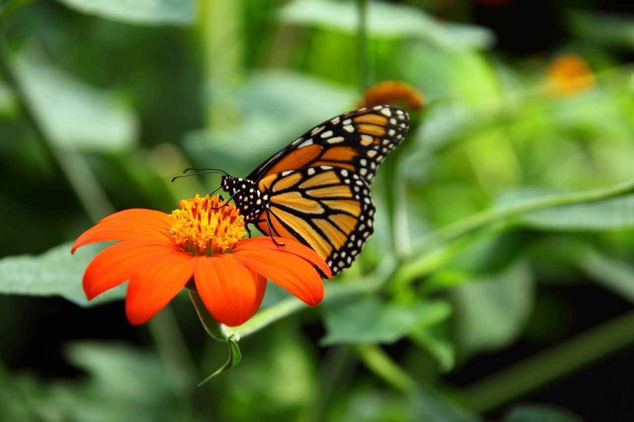 animal-beautiful-monarch-butterfly-86701